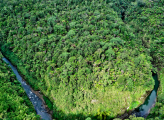Fiji ForestHQ